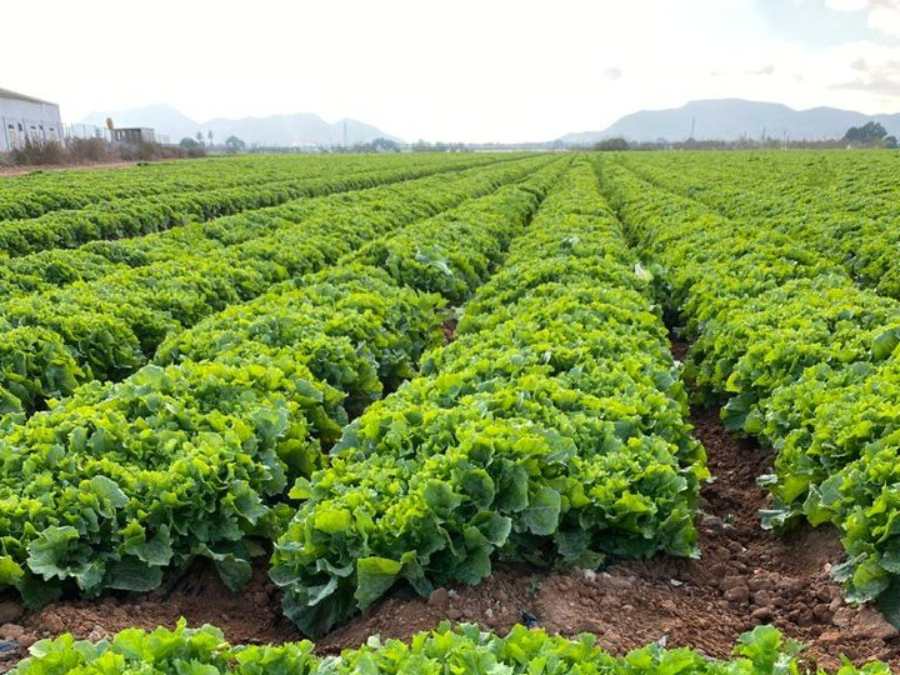 Culture d’escarole au champ