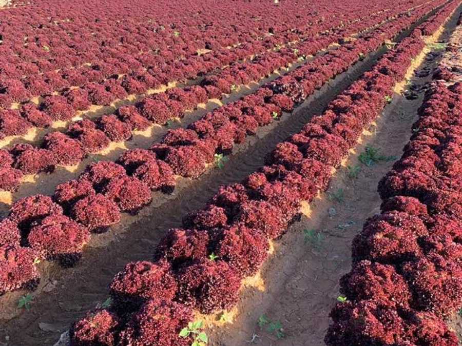 Culture de Lollo rose