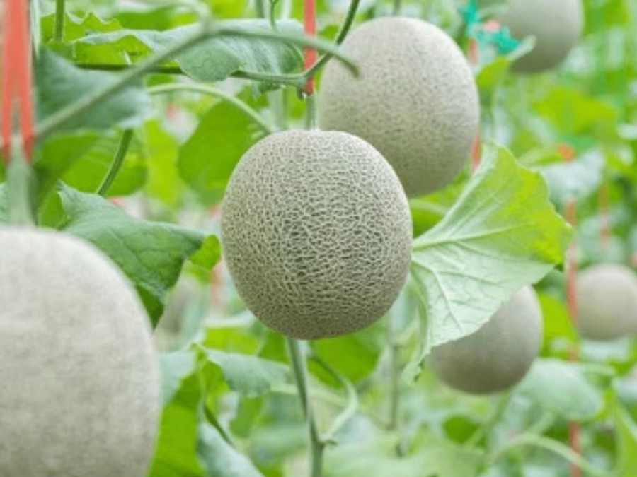 Culture de melon Brodé