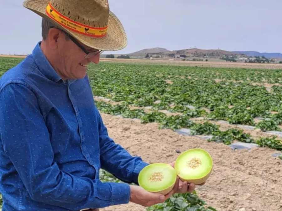 Cultivo de melón Galia