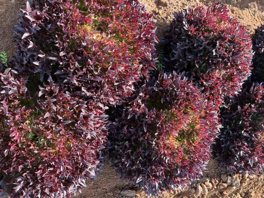 Détail de culture de Lollo rose