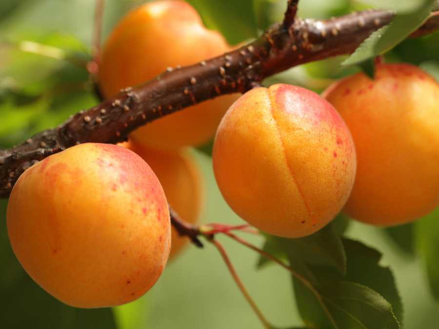 Détail d’abricot sur branche