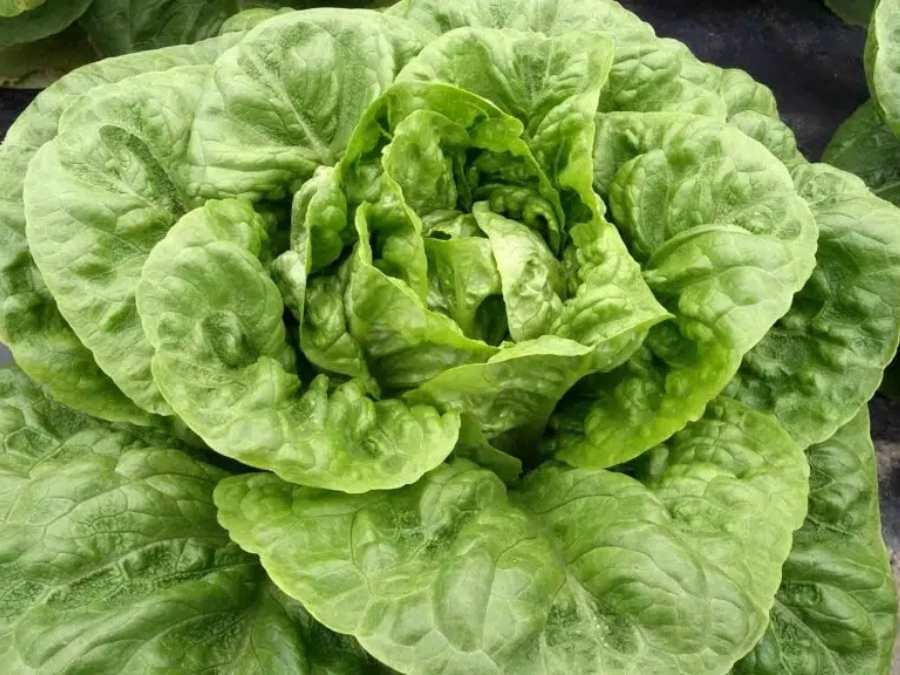 Détail de feuille de laitue sucrine type little gem