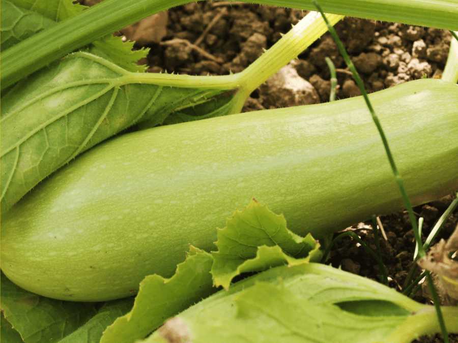 Detalle de planta de calabacín blanco en cultivo