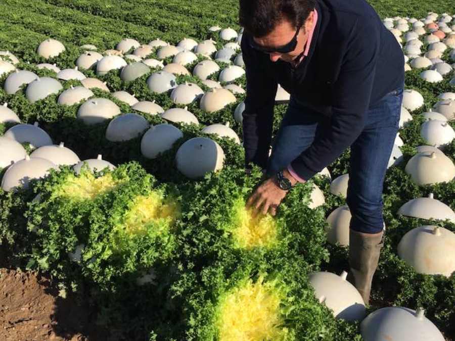 Frisée en présentation