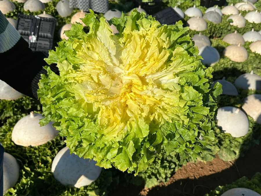 Scarole lisse blanchie