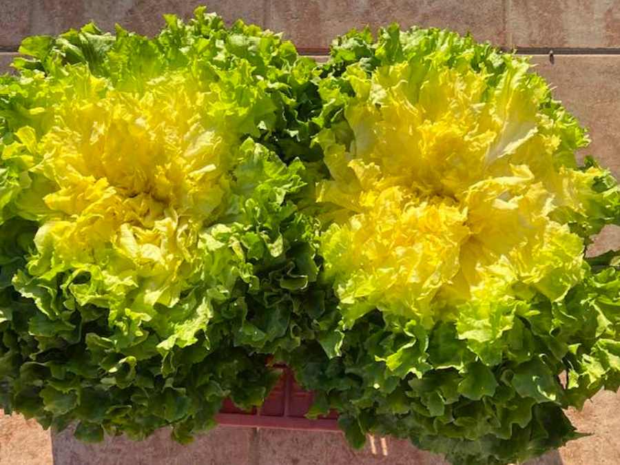 Scarole lisse blanchie au champ