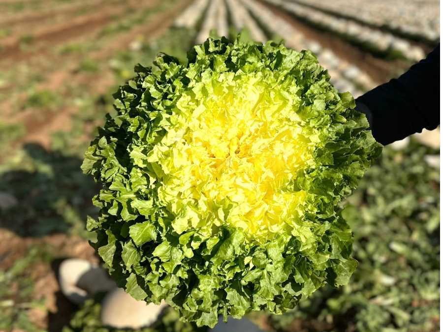 Scarole lisse avec cœur ouvert