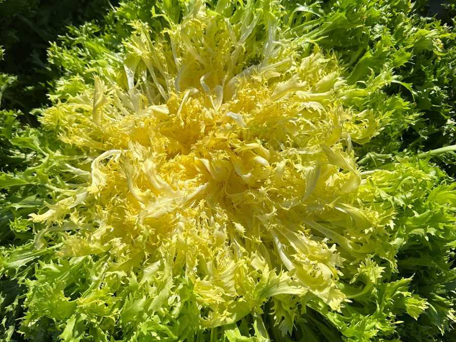 Frisée