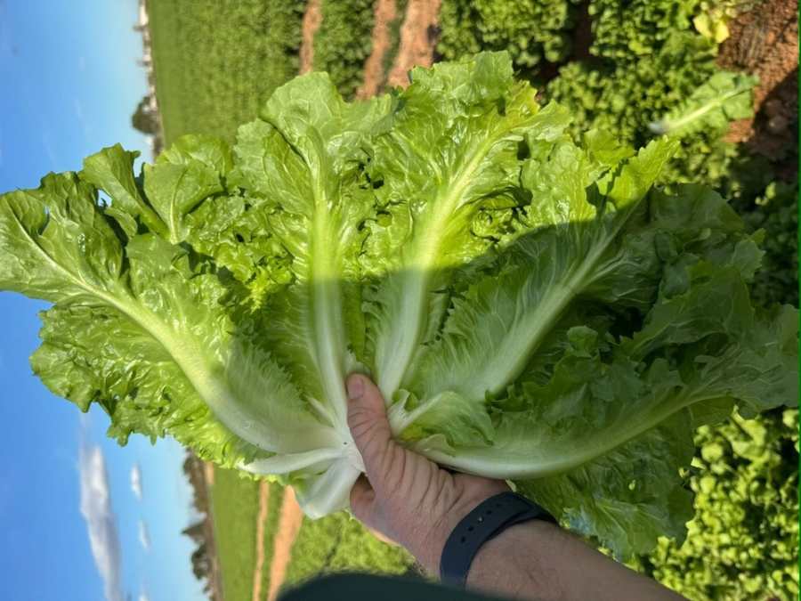 Scarole lisse fraîchement récoltée à la main