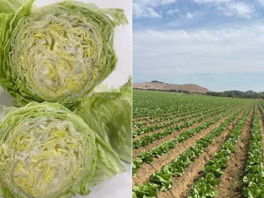 Laitue iceberg ouverte avec la culture en arrière-plan