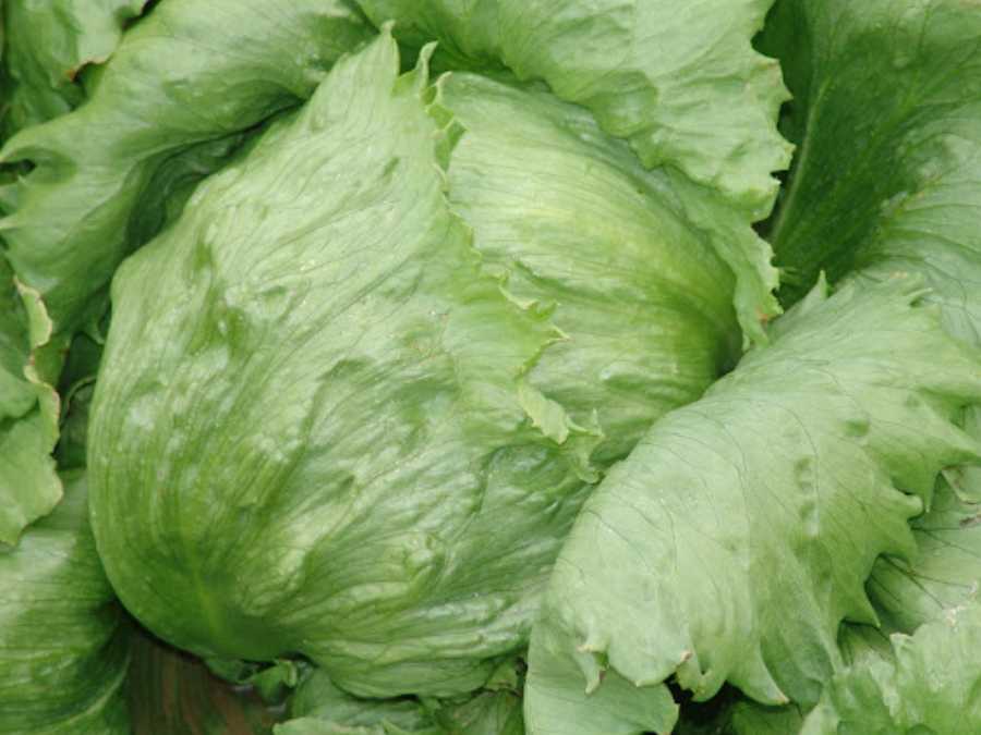 Formation de la laitue iceberg au champ