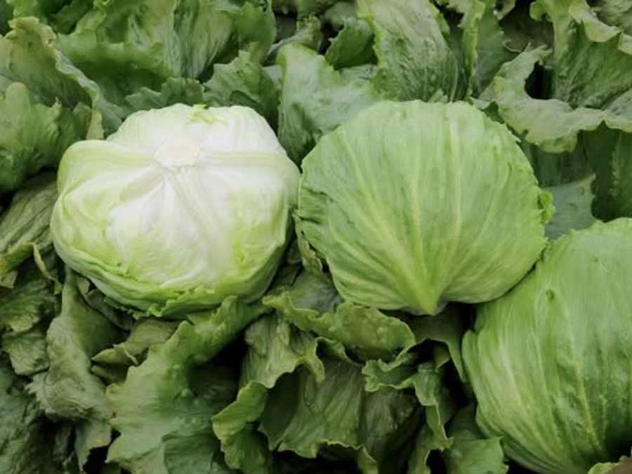 Laitue iceberg, vue de face et de dos