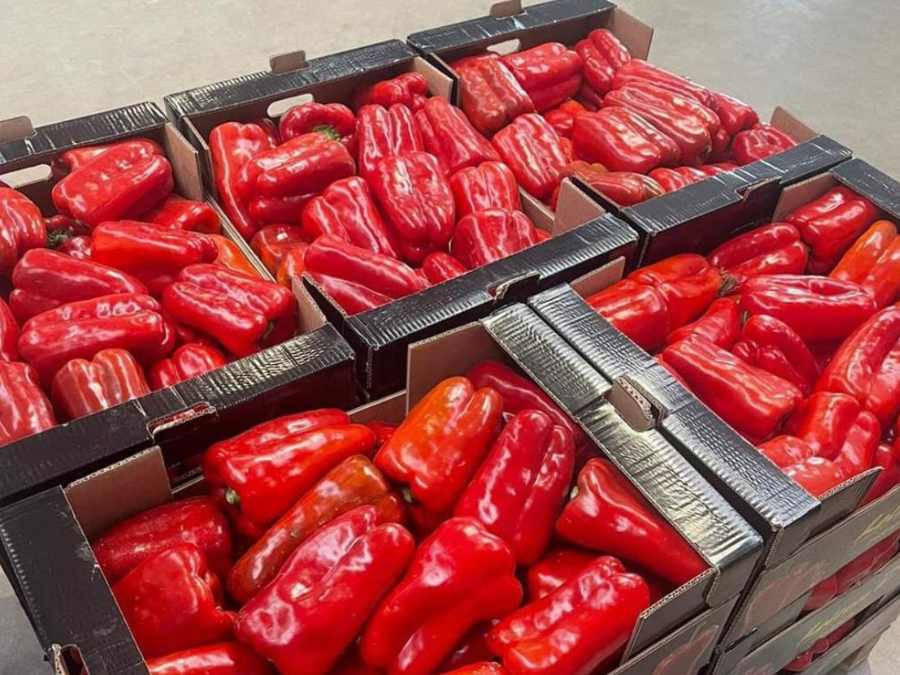 Pimiento Lamuyo rojo de alta calidad