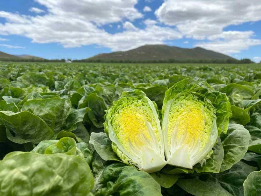 Laitue sucrine ouverte au champ