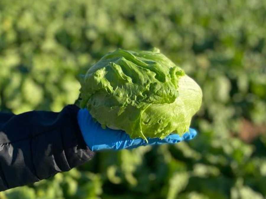 Laitue iceberg tenue en main