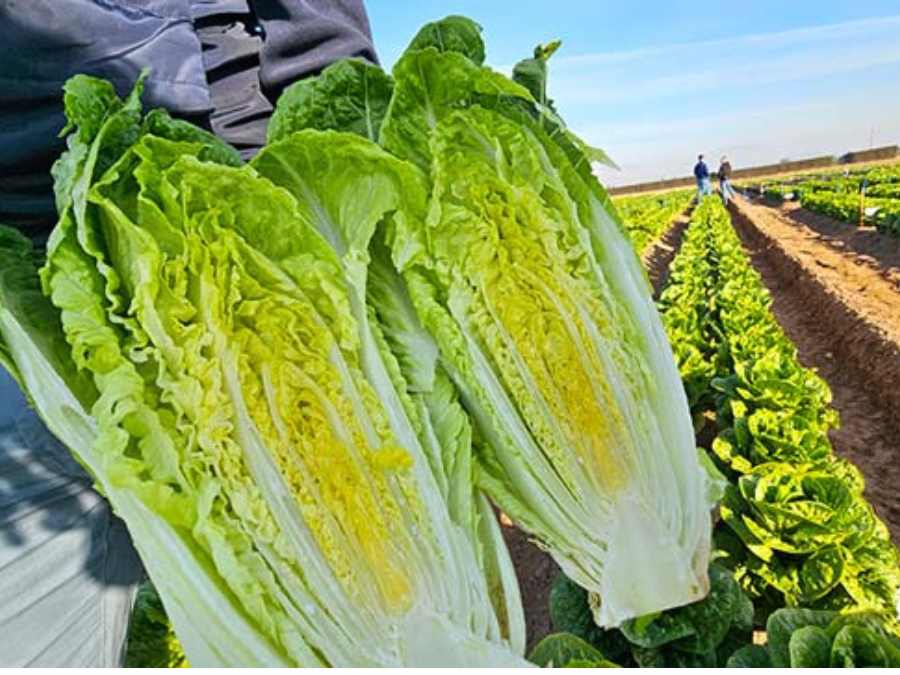 Lechuga romana abierta