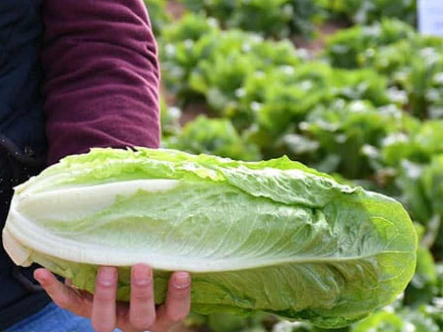 Lechuga romana sostenida en la mano