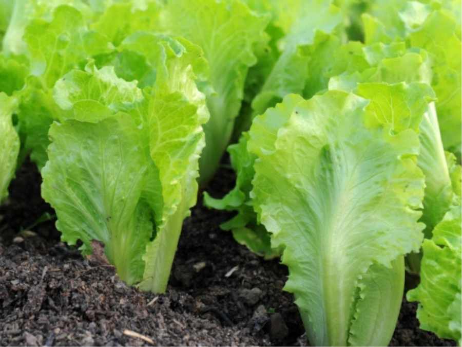 Lechuga romana plantada en el campo