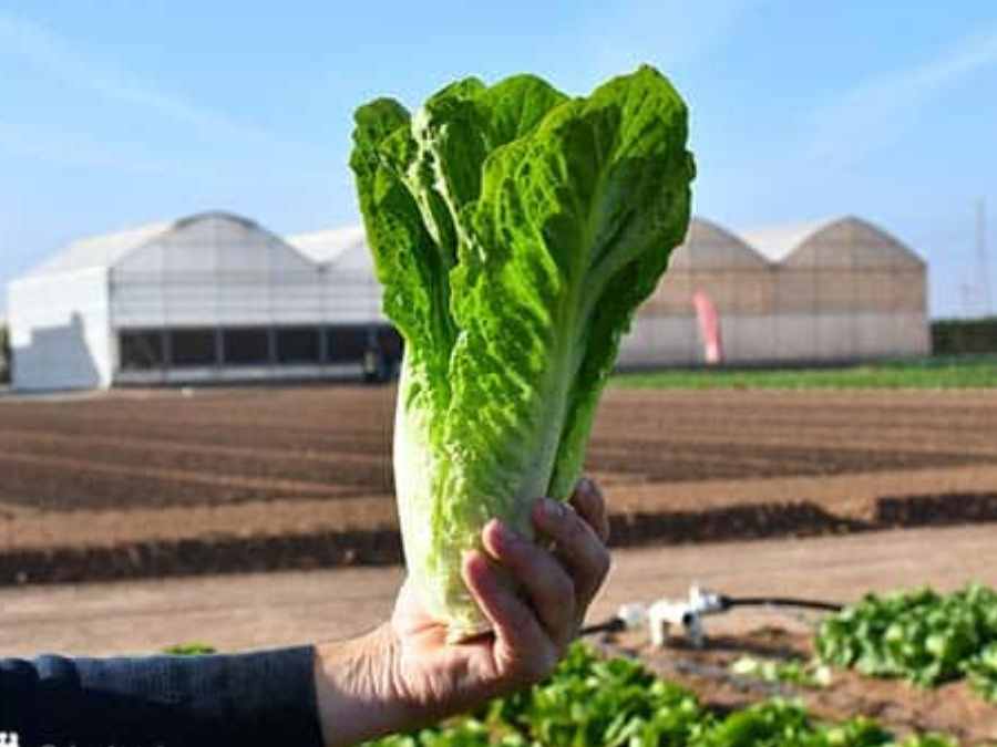 Lechuga romana sostenida con una mano