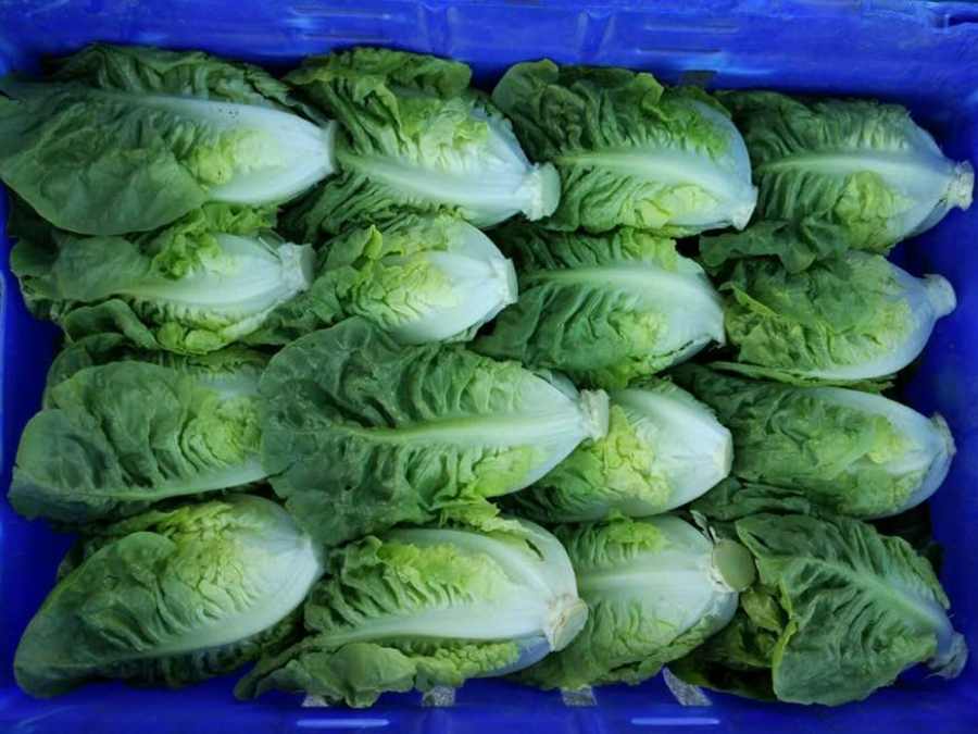 Laitue sucrine en vrac