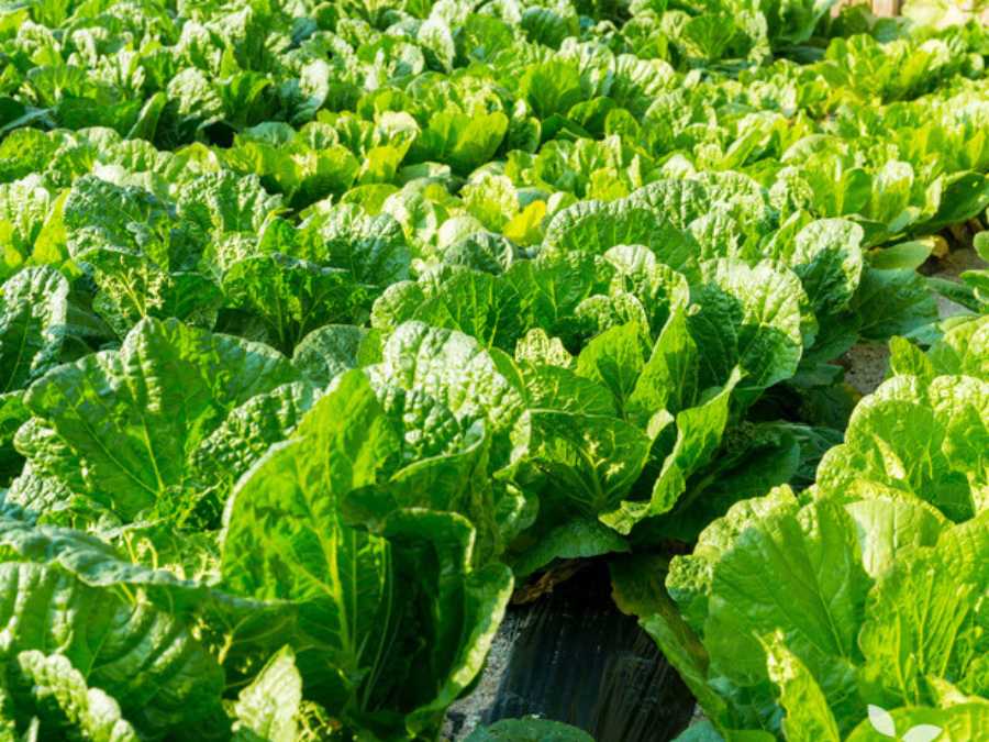 Lechugas romanas plantadas