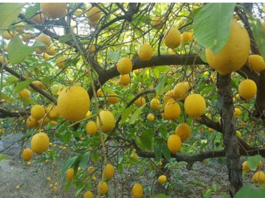 Limones en el árbol