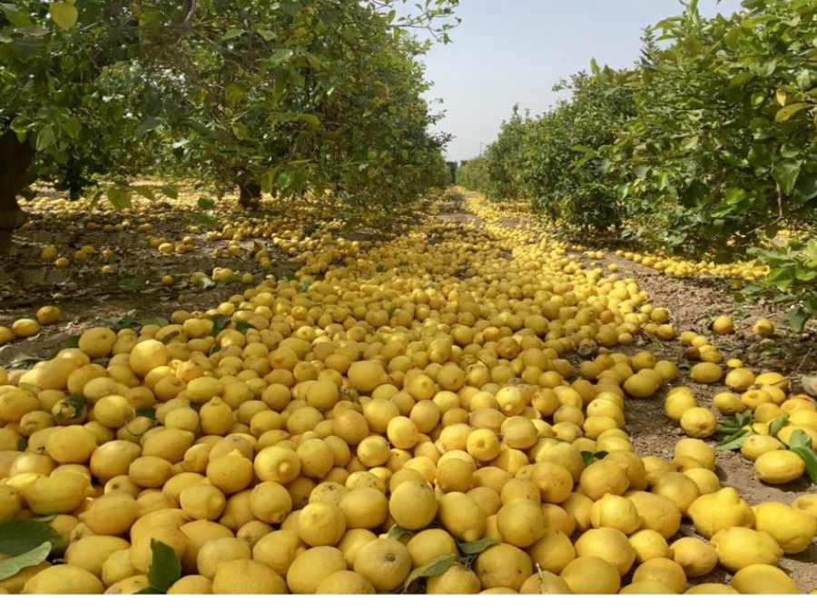 Limones en el suelo durante la recolección