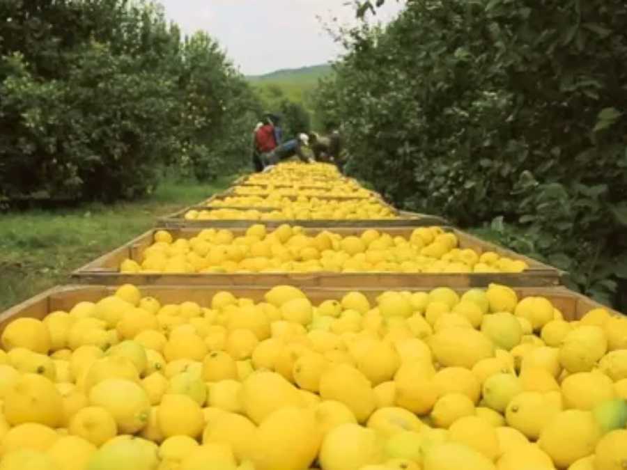 Limones en pallot preparados para logística