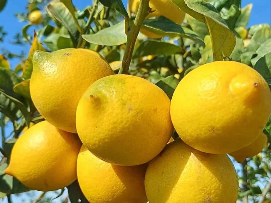 Limones en rama