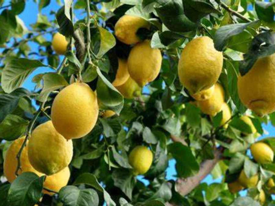 Limones listos para selección