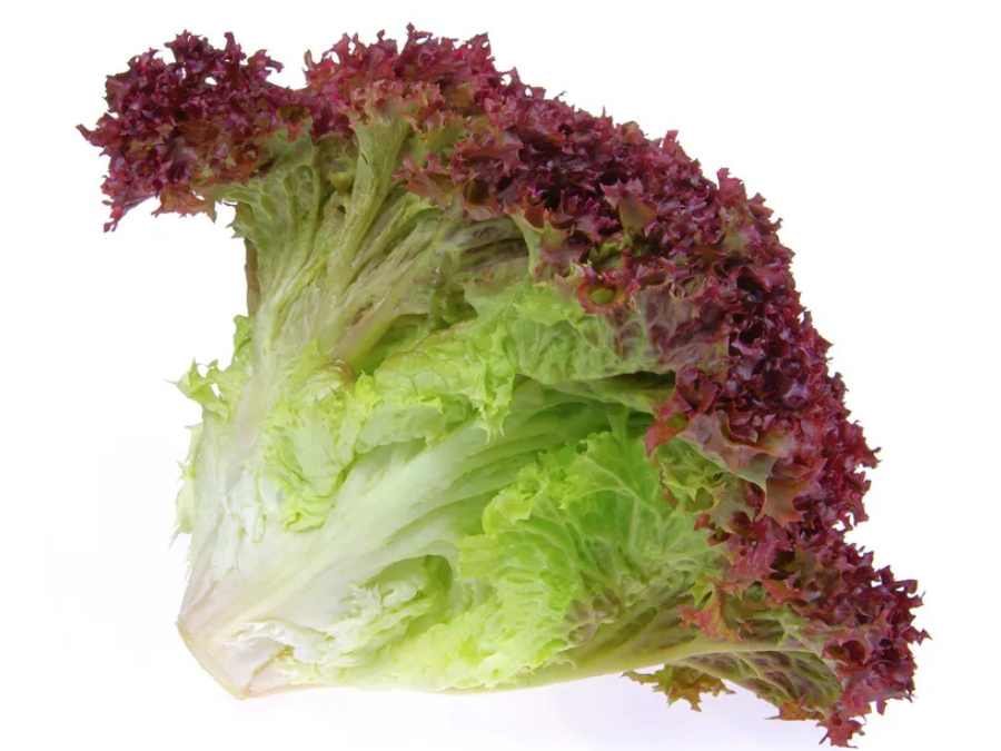 Laitue Lollo rose en production