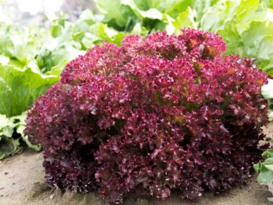 Lollo rose en gros plan