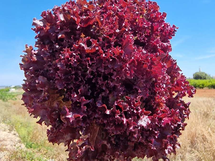 Lollo rose tenue en mains, feuille frisée et teinte rosée