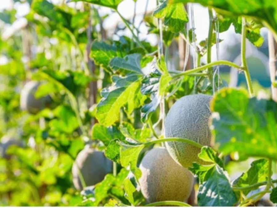 Détail de plantation de melon Brodé