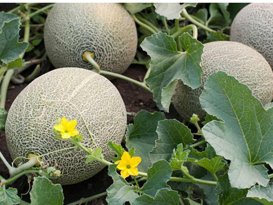 Melon Brodé dans la culture