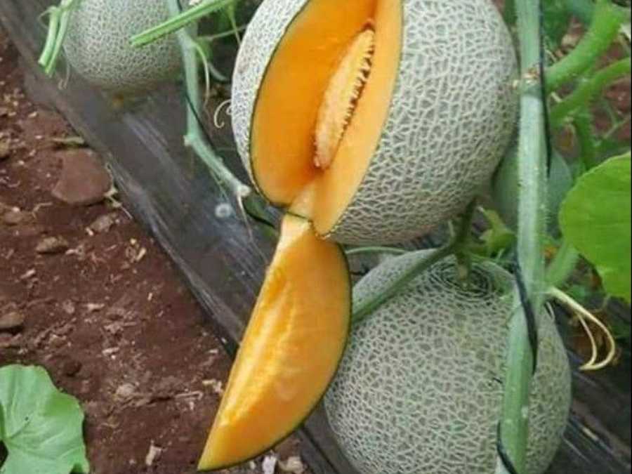 Melon Brodé ouvert en tranche