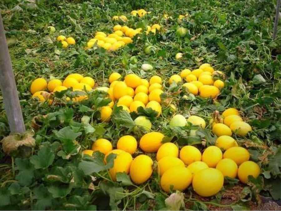 Melón Canario cultivado en el campo