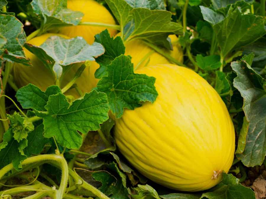 Detalle de Melón Canario