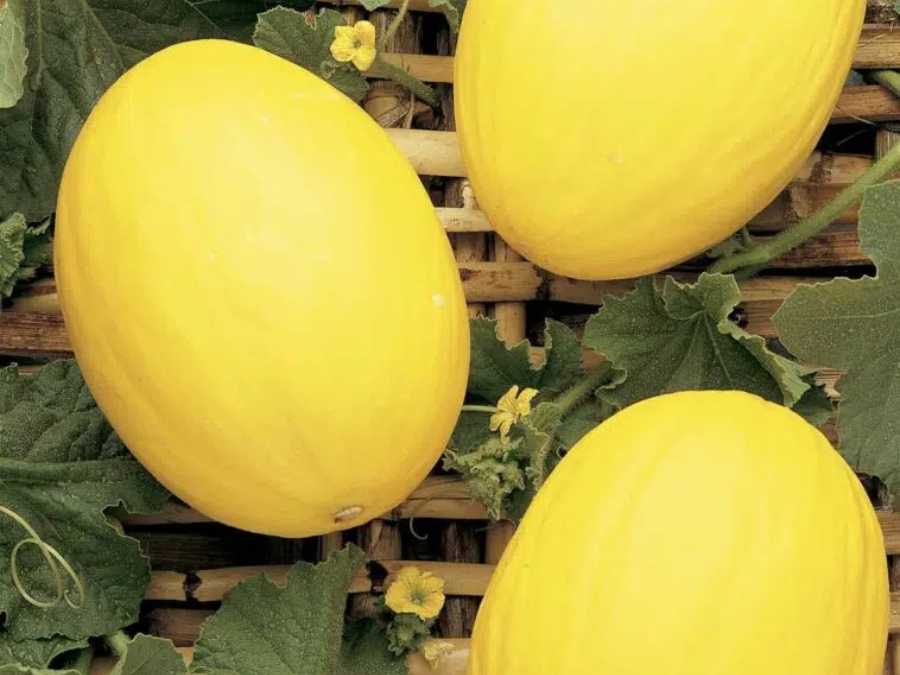 Melón Canario servido en mesa