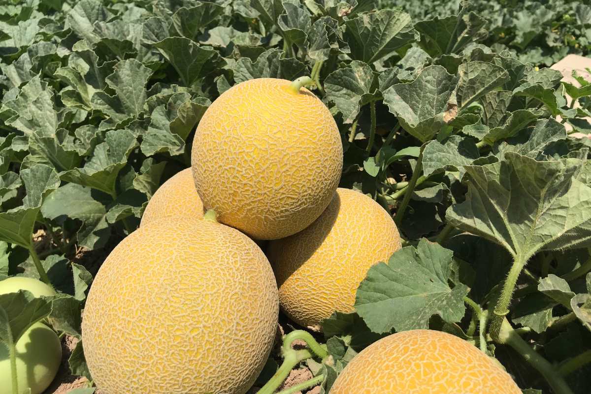 Campo de melón Galia