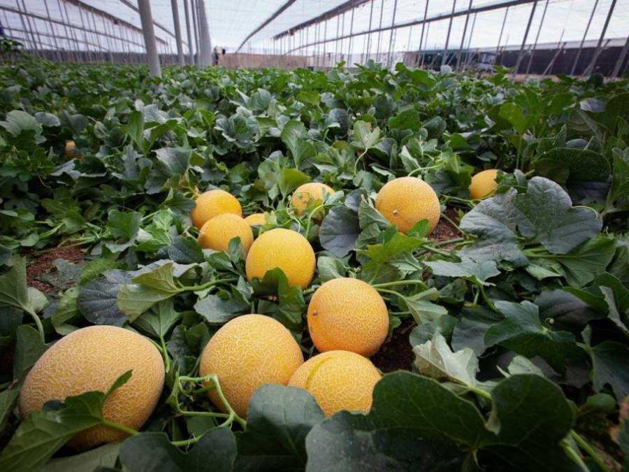 Melón Galia recién cultivado