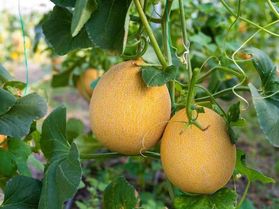 Melón Galia en planta