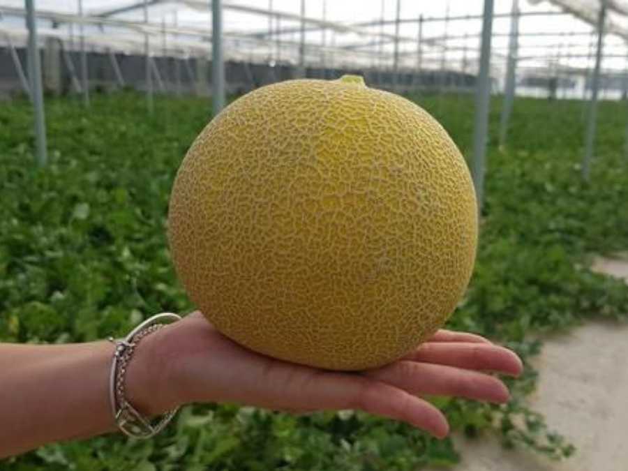 Melón Galia en mano