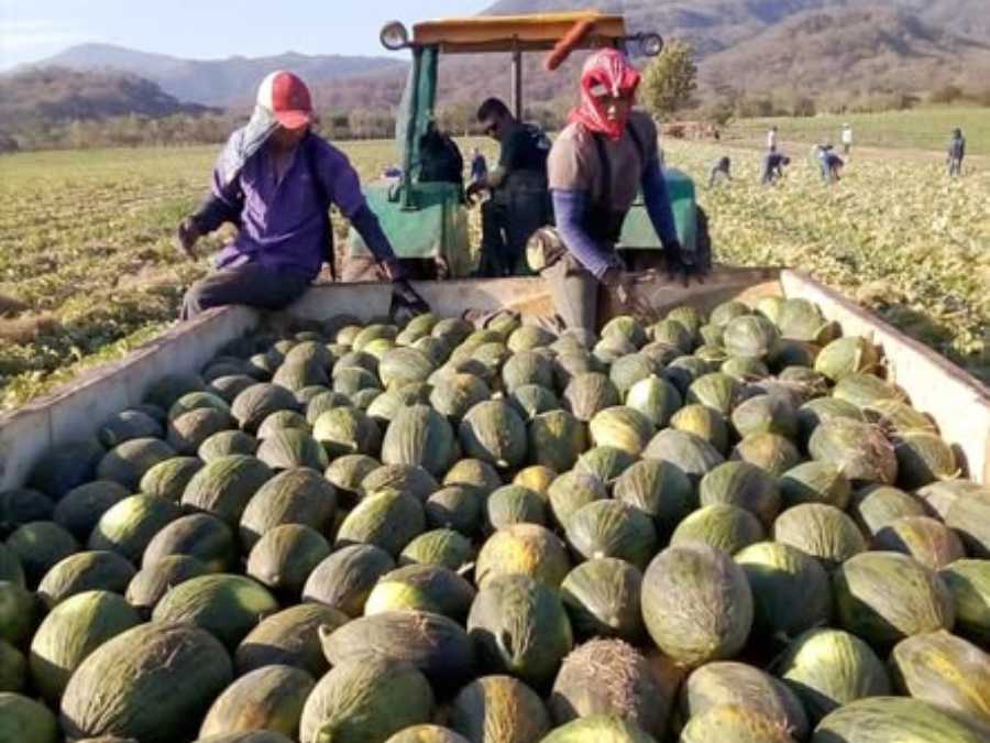 Melón Piel de Sapo recién cortado