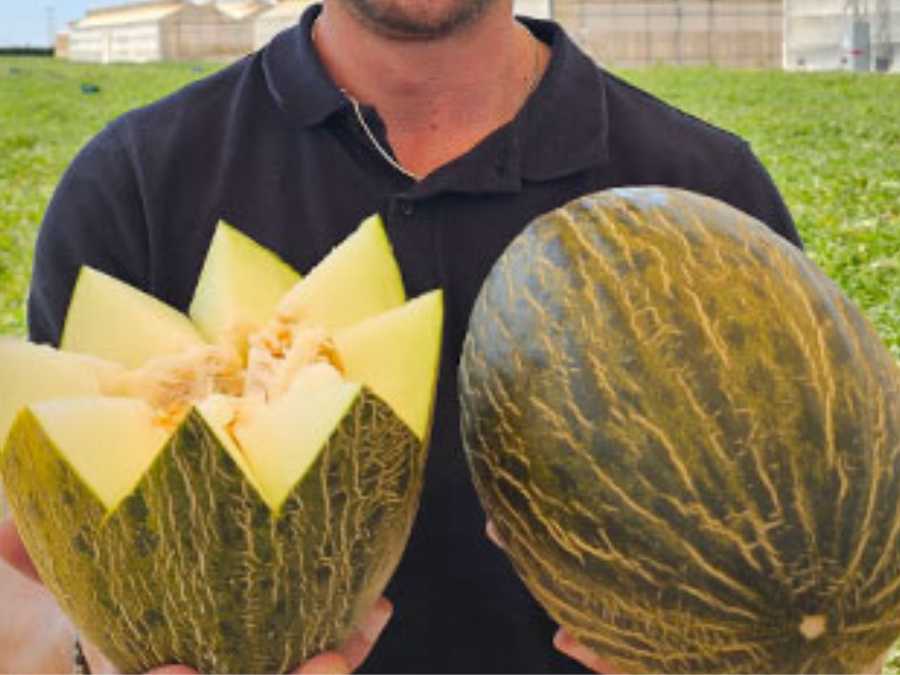 Melón verde Piel de Sapo abierto