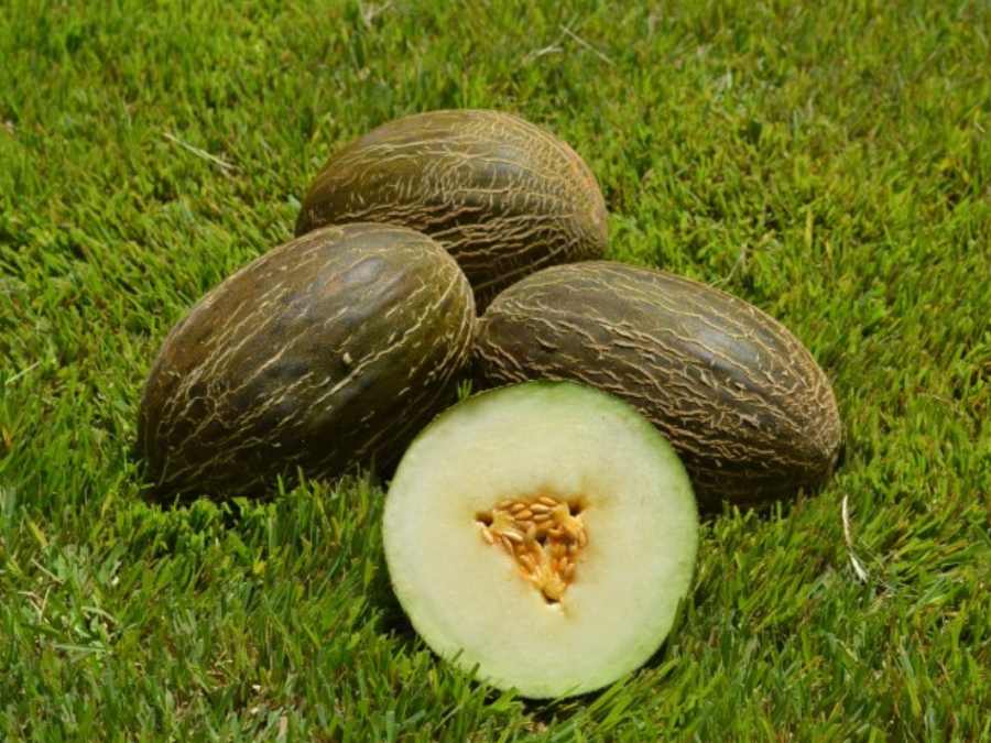 Melón verde Piel de Sapo