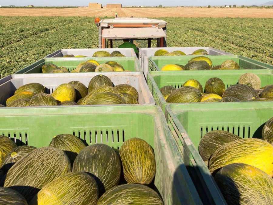 Melón verde recien cosechado