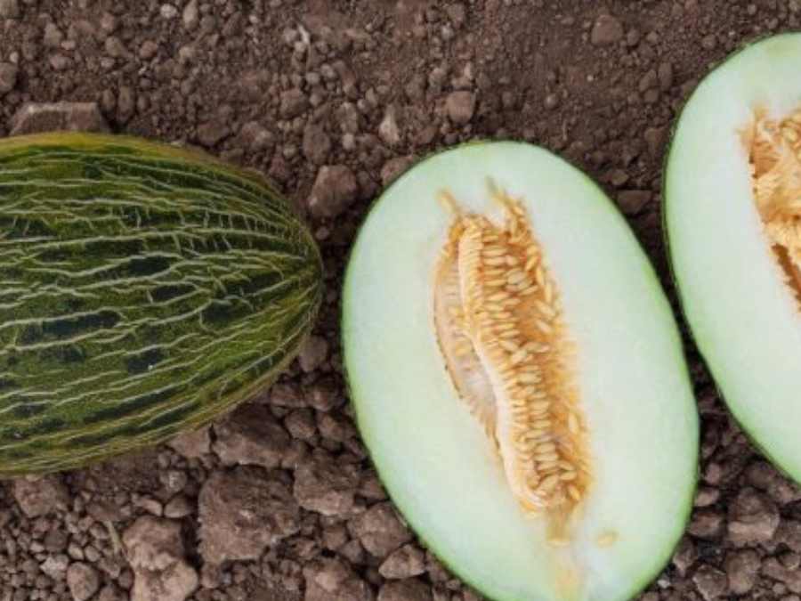 Melón verde Piel de Sapo entero