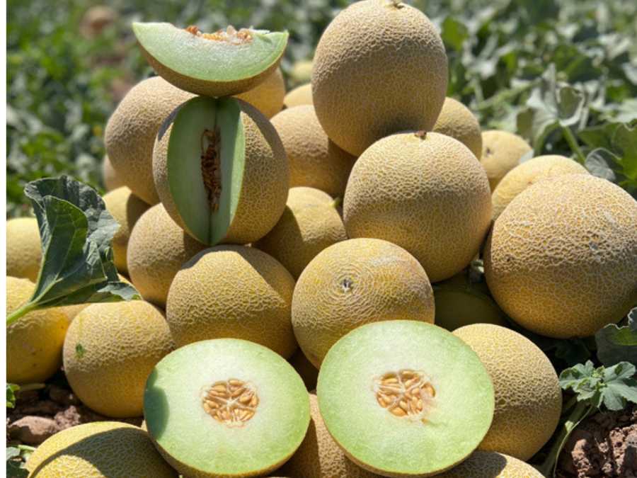 Melones Galia en el campo